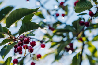 Cherries