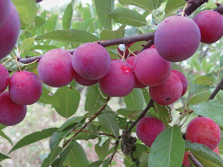 Denbigh Plum