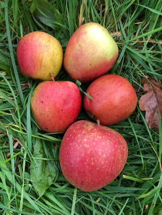 Adam's Pearmain