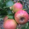 Ashmead's Kernel