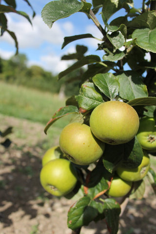 Blenheim Orange