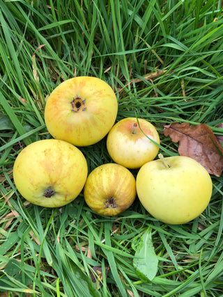 Bringewood Pippin
