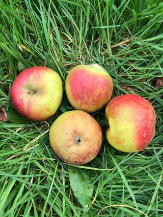 King's Acre Pippin