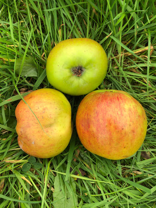 Bramley Seedling