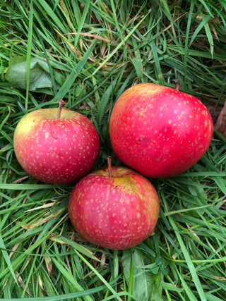 Chatley Kernel