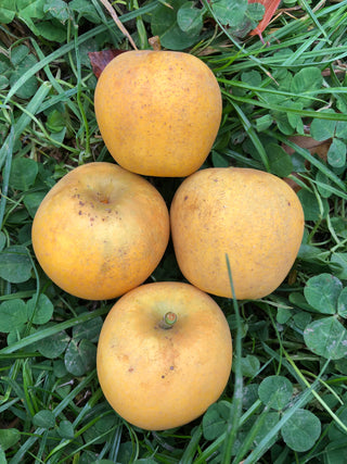 Pitmaston Pineapple