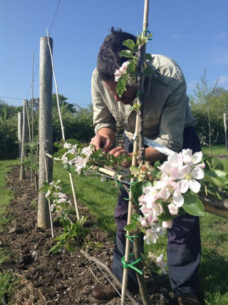 Summer Pruning Course